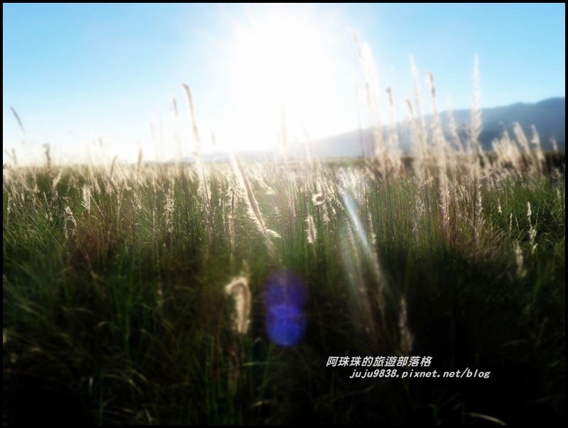 蘭陽溪甜根子草5.JPG 蘭陽溪甜根子草5.JPG