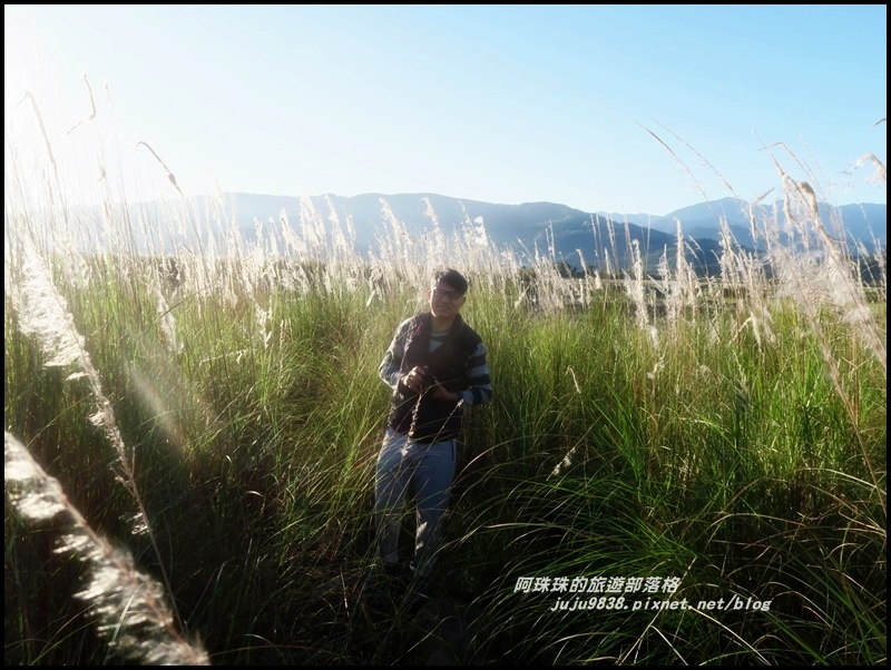 蘭陽溪甜根子草7.JPG 蘭陽溪甜根子草7.JPG