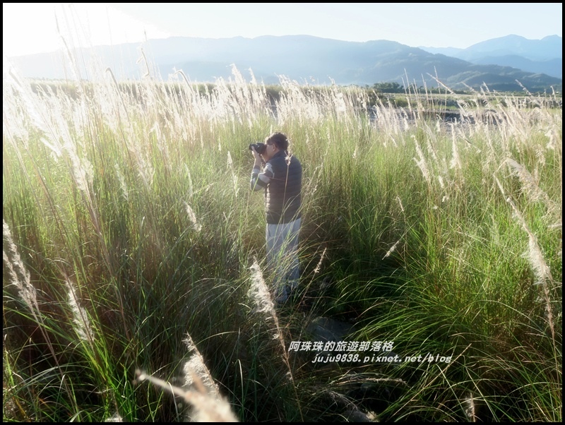 蘭陽溪甜根子草6.JPG 蘭陽溪甜根子草6.JPG