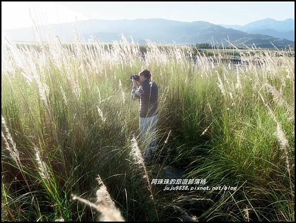 蘭陽溪甜根子草6.JPG