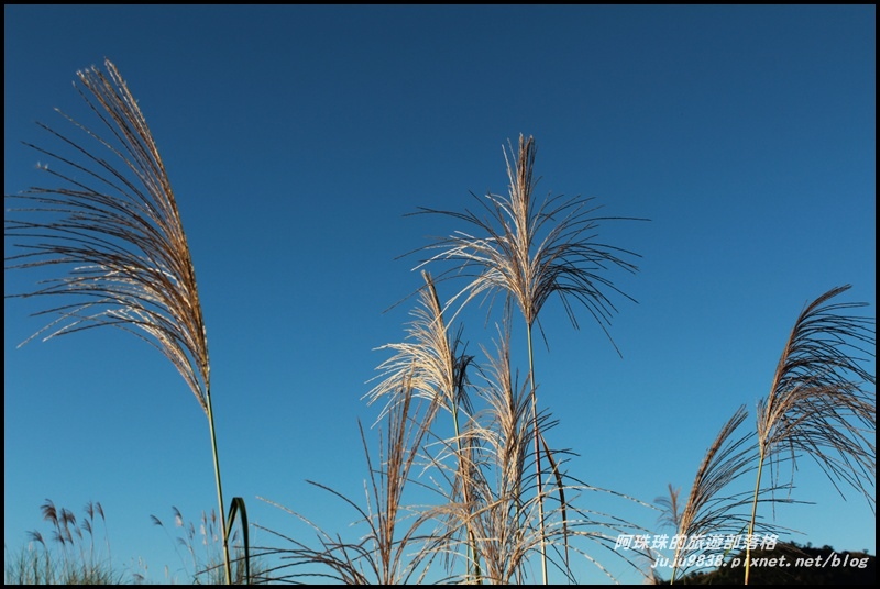 蘭陽溪甜根子草9.JPG 蘭陽溪甜根子草9.JPG