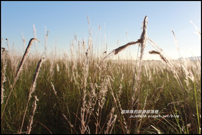 蘭陽溪甜根子草13.JPG 蘭陽溪甜根子草13.JPG