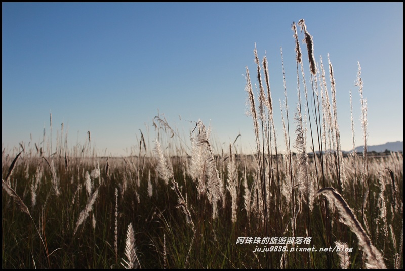 蘭陽溪甜根子草19.JPG 蘭陽溪甜根子草19.JPG