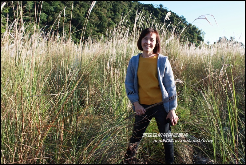 蘭陽溪甜根子草18.JPG 蘭陽溪甜根子草18.JPG