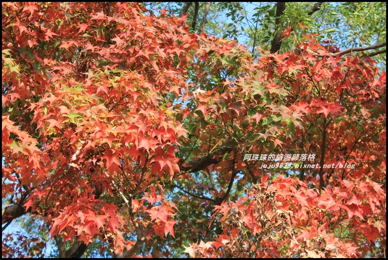 石門水庫楓紅1.JPG 石門水庫楓紅1.JPG