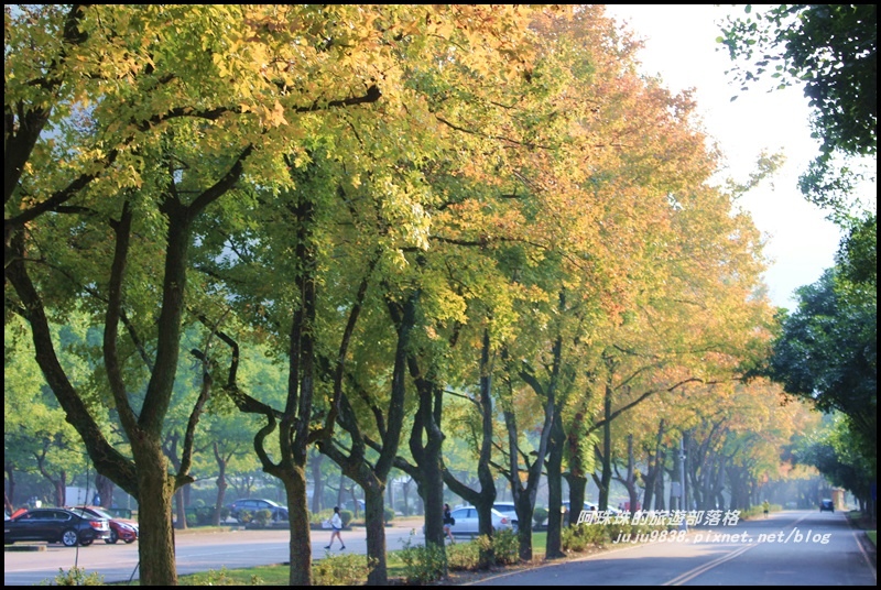 石門水庫楓紅5.JPG 石門水庫楓紅5.JPG