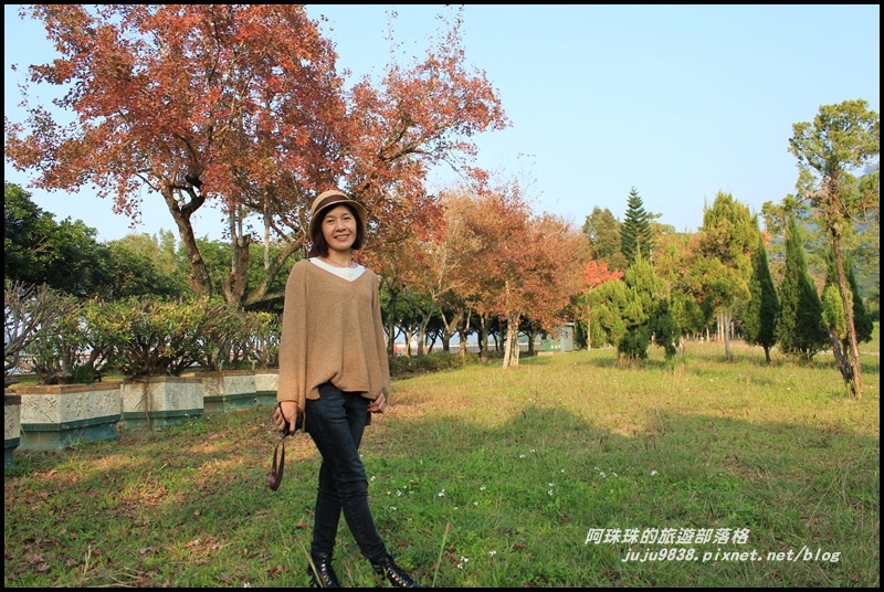 石門水庫楓紅8.JPG 石門水庫楓紅8.JPG