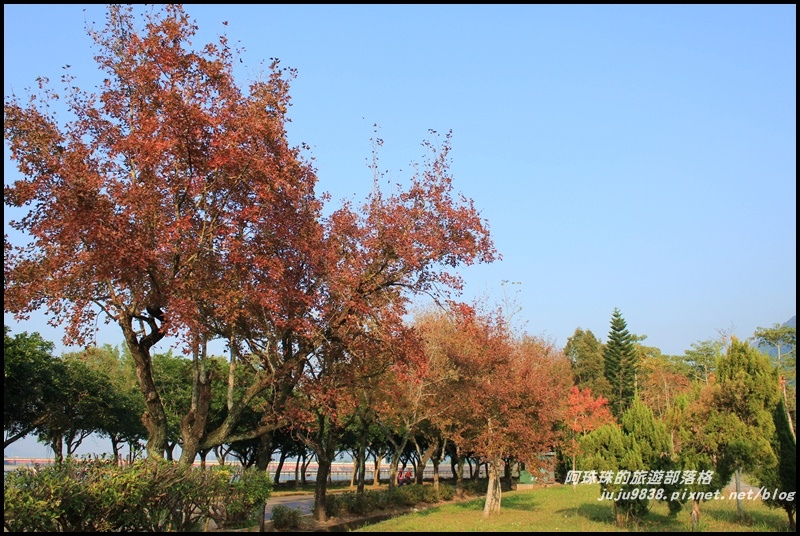 石門水庫楓紅9.JPG 石門水庫楓紅9.JPG