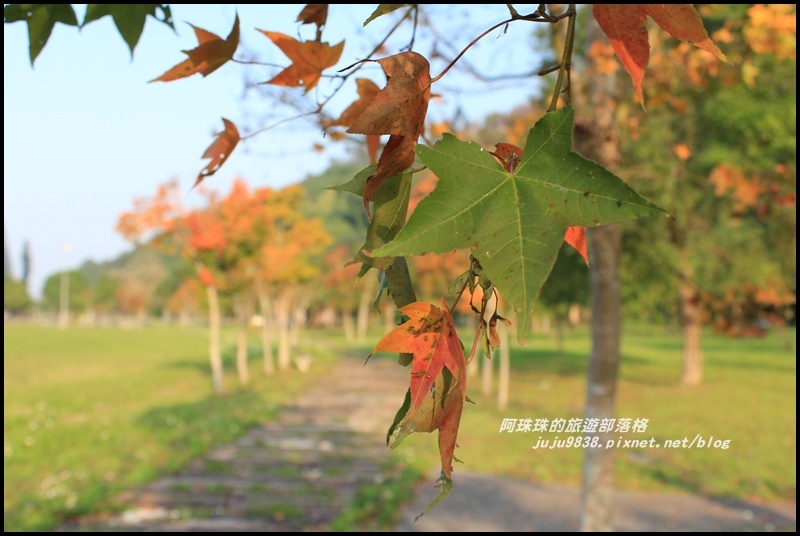 石門水庫楓紅15.JPG 石門水庫楓紅15.JPG