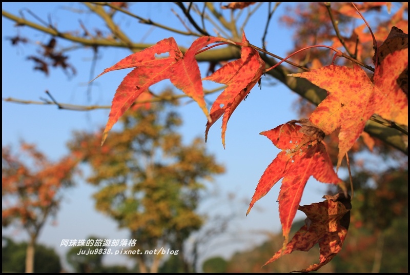 石門水庫楓紅16.JPG 石門水庫楓紅16.JPG
