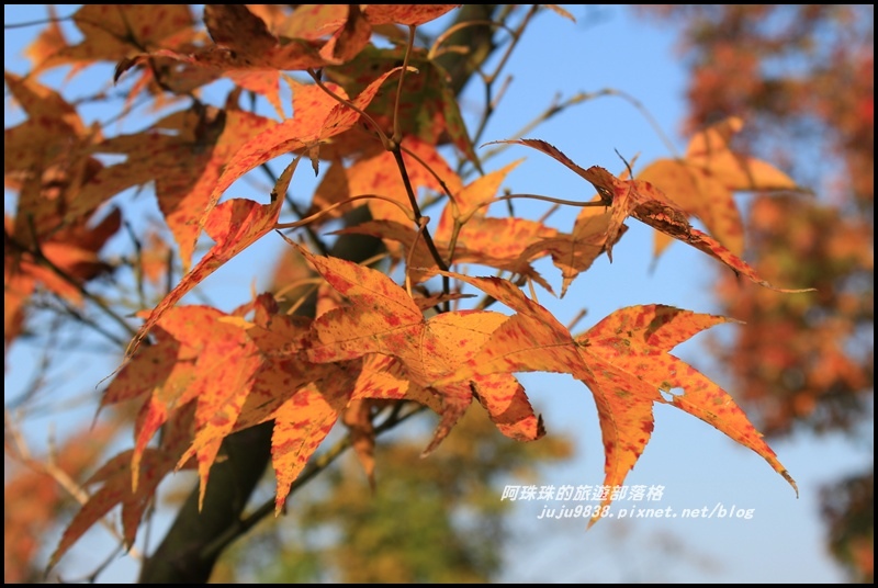 石門水庫楓紅17.JPG 石門水庫楓紅17.JPG