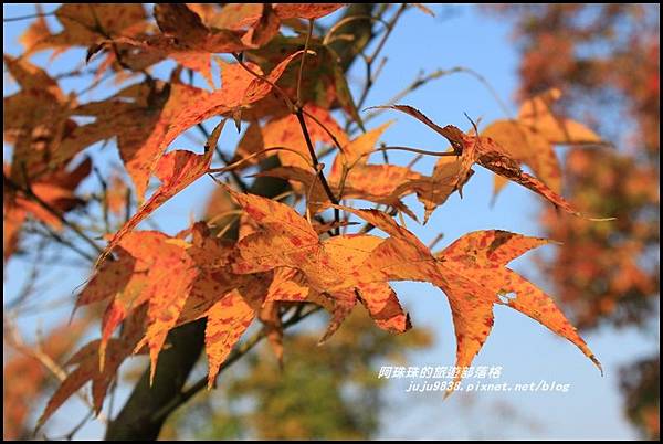石門水庫楓紅17.JPG