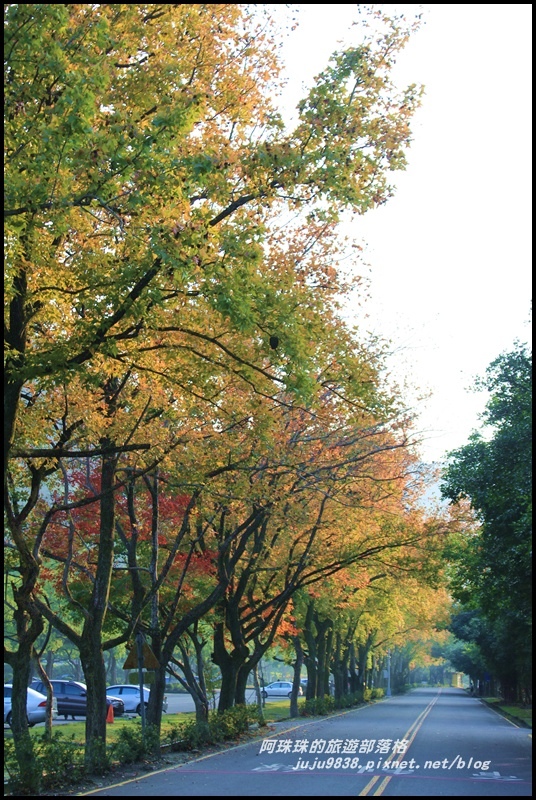 石門水庫楓紅21.JPG 石門水庫楓紅21.JPG