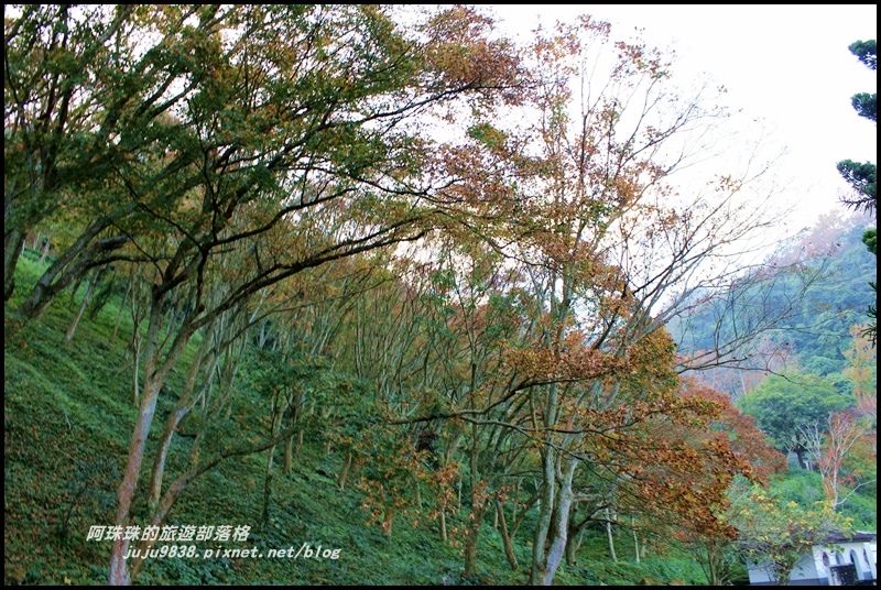 石門水庫楓紅24.JPG 石門水庫楓紅24.JPG