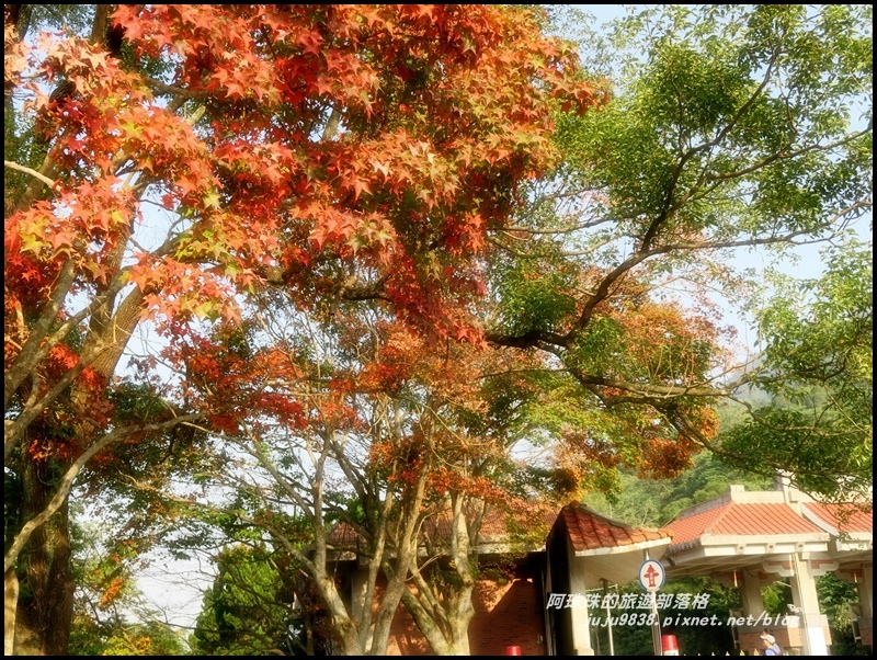 石門水庫楓紅27.JPG 石門水庫楓紅27.JPG