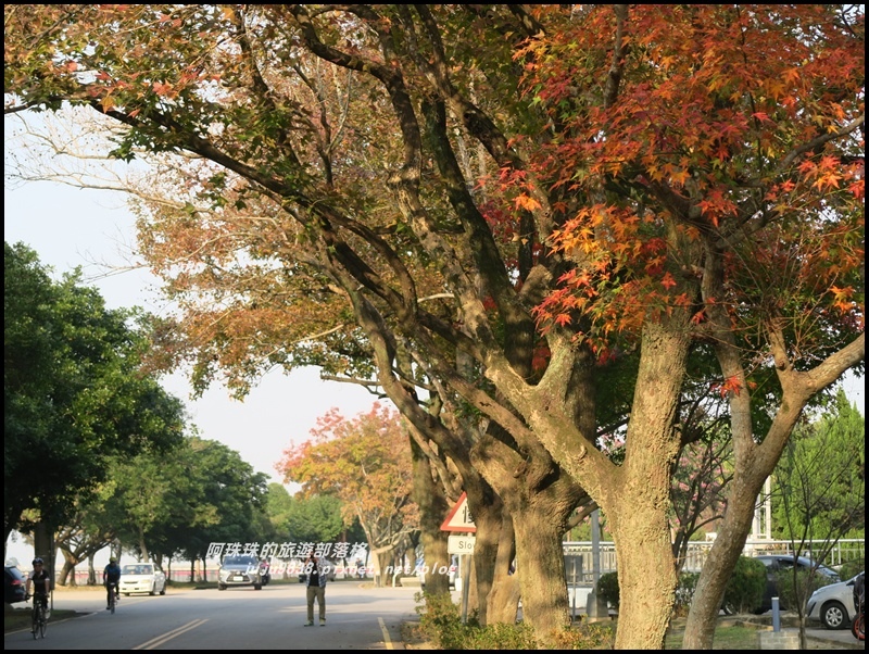 石門水庫楓紅29.JPG 石門水庫楓紅29.JPG
