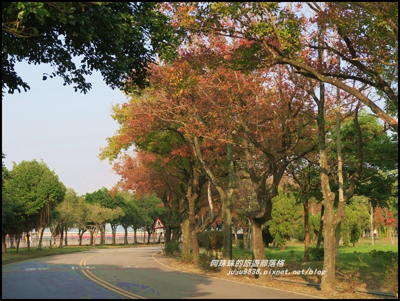 石門水庫楓紅32.JPG 石門水庫楓紅32.JPG