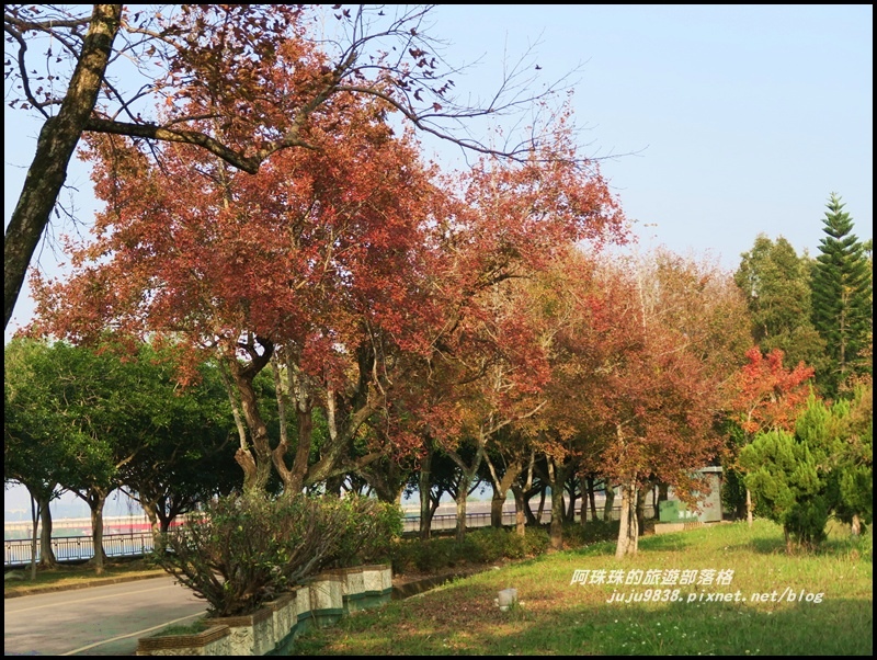 石門水庫楓紅34.JPG 石門水庫楓紅34.JPG