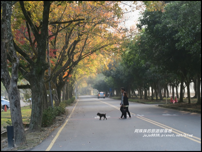 石門水庫楓紅45.JPG 石門水庫楓紅45.JPG