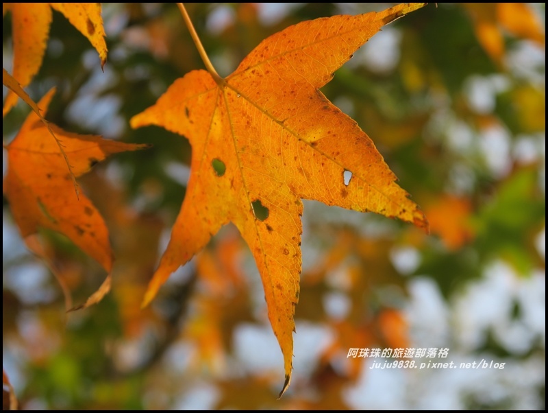 石門水庫楓紅44.JPG 石門水庫楓紅44.JPG