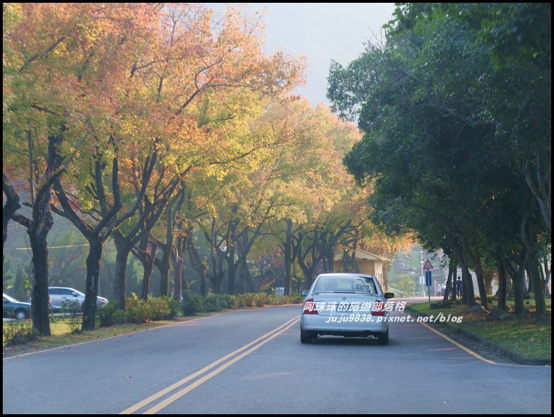 石門水庫楓紅46.JPG 石門水庫楓紅46.JPG