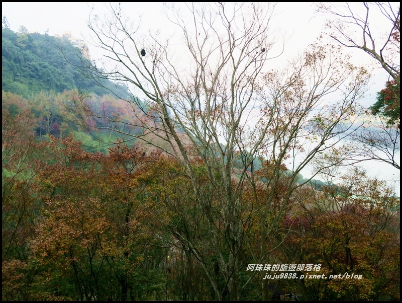 石門水庫楓紅50.JPG 石門水庫楓紅50.JPG