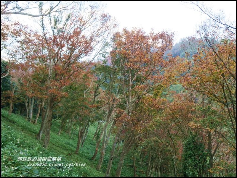 石門水庫楓紅49.JPG 石門水庫楓紅49.JPG