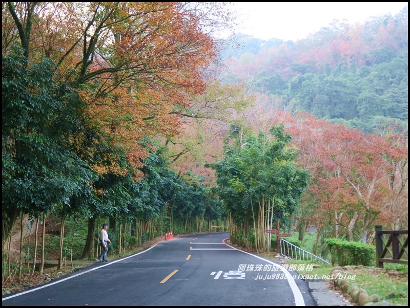石門水庫楓紅54.JPG 石門水庫楓紅54.JPG