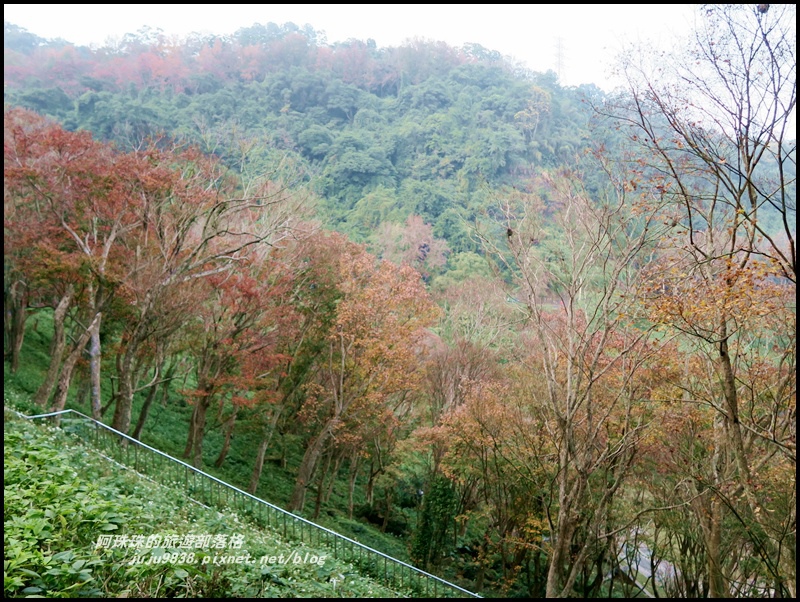 石門水庫楓紅55.JPG 石門水庫楓紅55.JPG