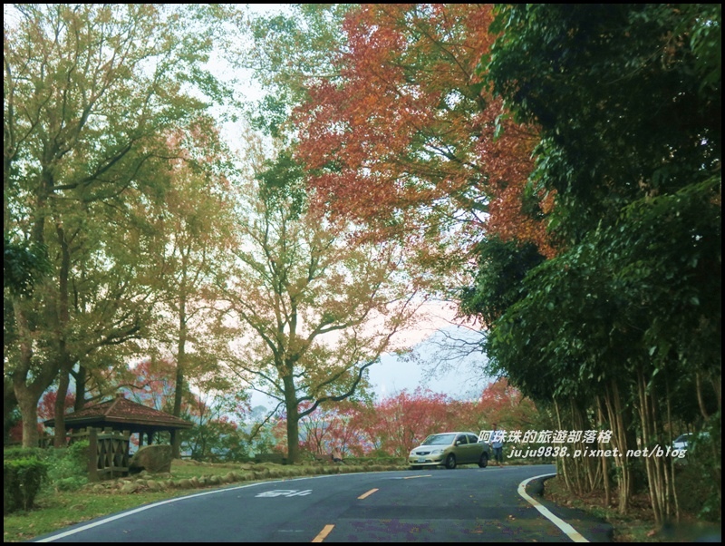 石門水庫楓紅62.JPG 石門水庫楓紅62.JPG