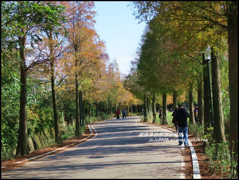 大溪落羽松大道2.JPG 大溪落羽松大道2.JPG