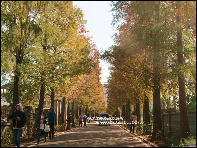 大溪落羽松大道4.JPG 大溪落羽松大道4.JPG