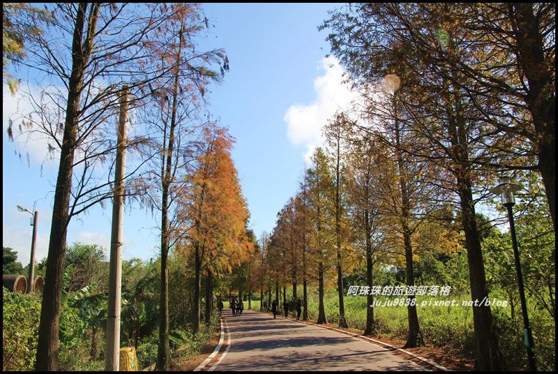 大溪落羽松大道5.JPG 大溪落羽松大道5.JPG