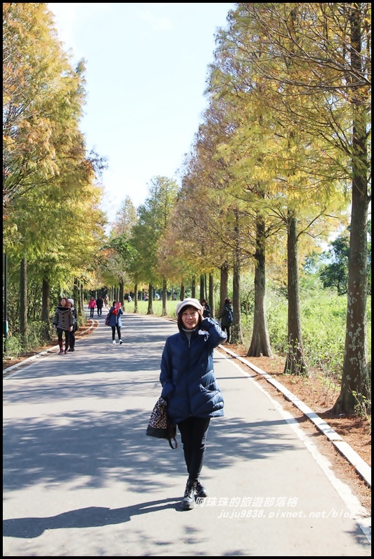 大溪落羽松大道7.JPG 大溪落羽松大道7.JPG