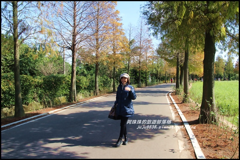 大溪落羽松大道8.JPG 大溪落羽松大道8.JPG