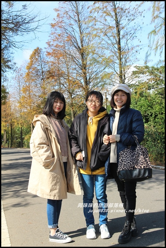 大溪落羽松大道13.JPG 大溪落羽松大道13.JPG