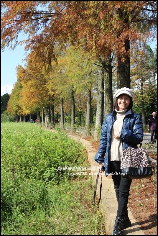 大溪落羽松大道15.JPG 大溪落羽松大道15.JPG