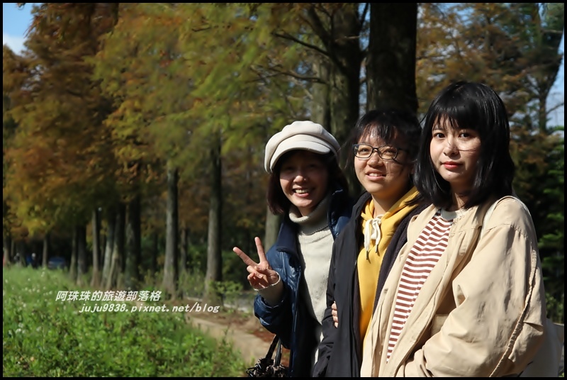 大溪落羽松大道17.JPG 大溪落羽松大道17.JPG