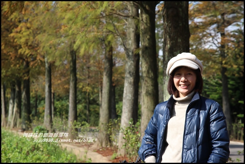 大溪落羽松大道16.JPG 大溪落羽松大道16.JPG