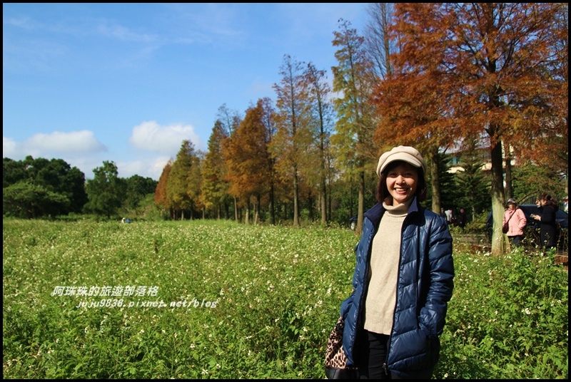 大溪落羽松大道19.JPG 大溪落羽松大道19.JPG