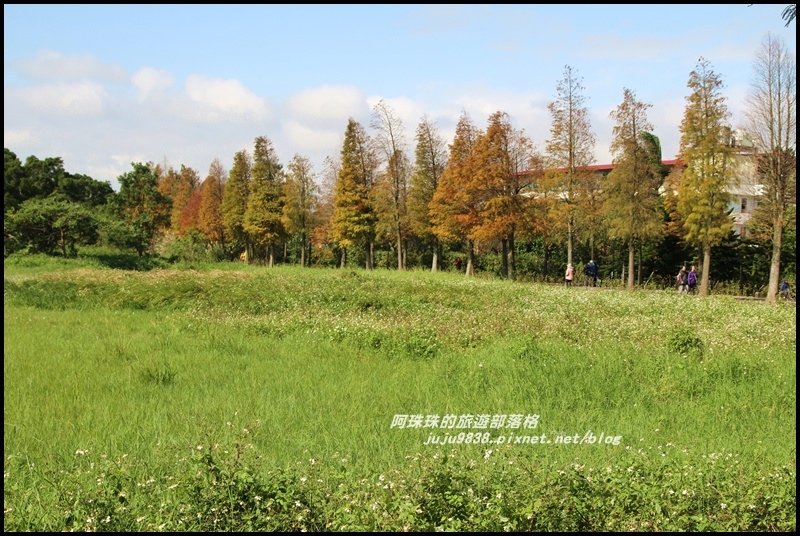 大溪落羽松大道20.JPG 大溪落羽松大道20.JPG