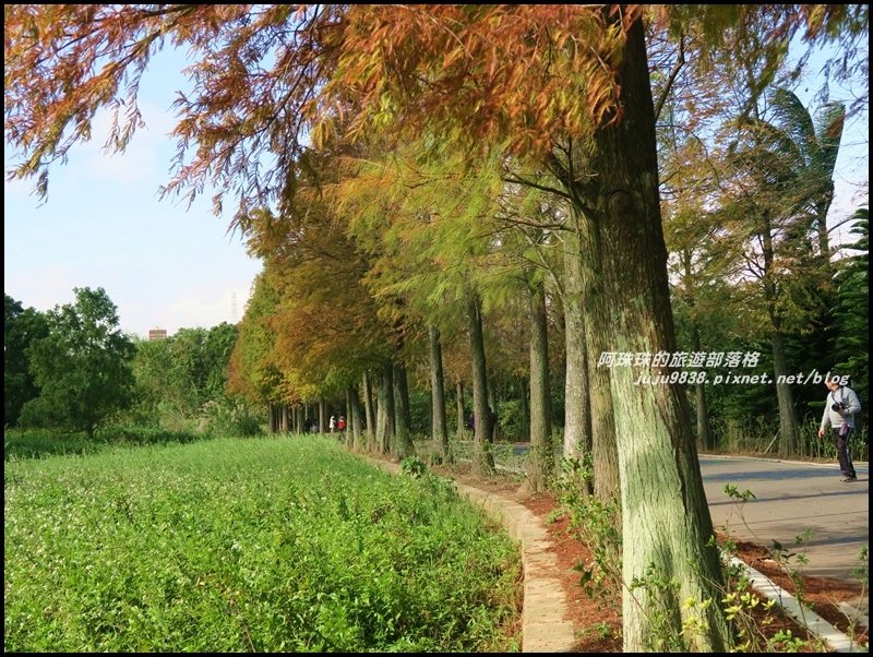 大溪落羽松大道30.JPG 大溪落羽松大道30.JPG