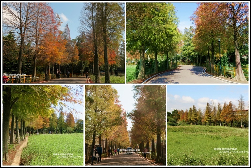 大溪落羽松大道35 大溪落羽松大道35