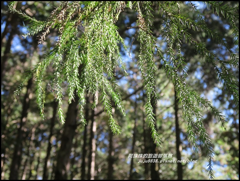 茂興懷舊古道42.JPG 茂興懷舊古道42.JPG