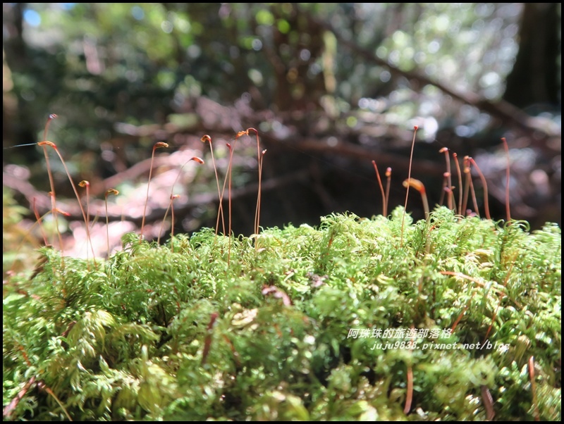茂興懷舊古道44.JPG 茂興懷舊古道44.JPG