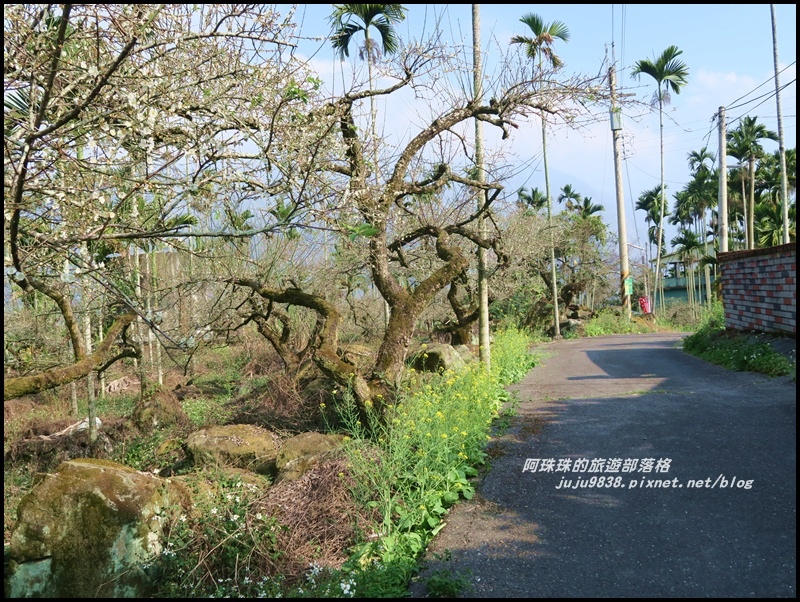 信義邱班長梅園2.JPG