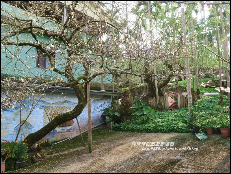 信義邱班長梅園3.JPG 信義邱班長梅園3.JPG