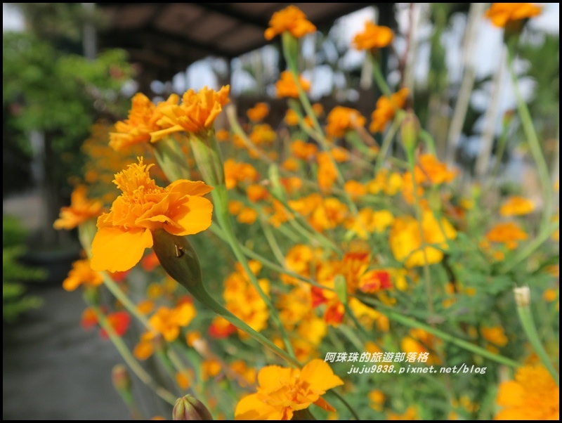 信義邱班長梅園5.JPG 信義邱班長梅園5.JPG