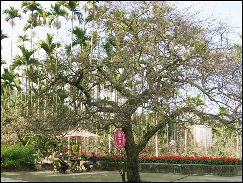 信義邱班長梅園7.JPG 信義邱班長梅園7.JPG