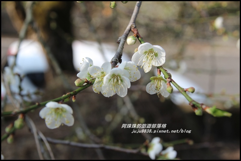 信義邱班長梅園10.JPG 信義邱班長梅園10.JPG